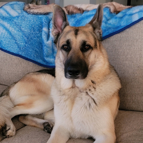 Meet your Posher, Alice - Picture 3 of 7